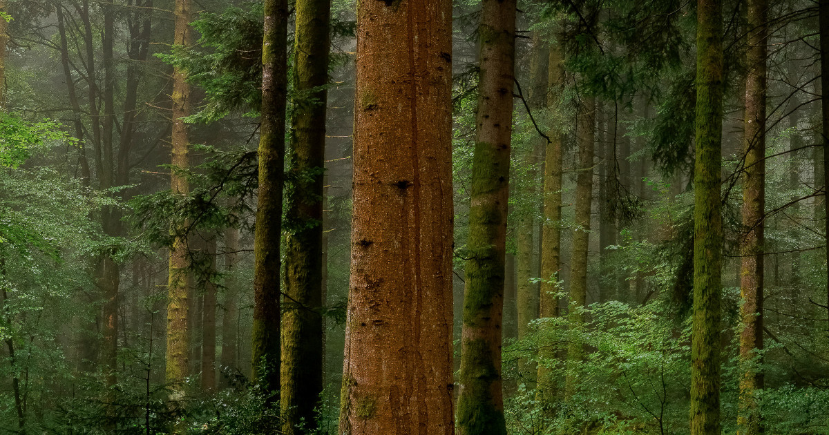 Il Branko Wood è un legno ecologico e resistente a cambiamenti di temperatura e di umidità