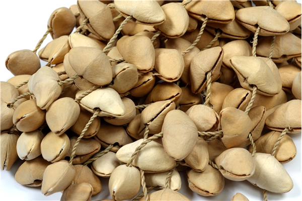 Tanga - SHAKER-KENARI-L Shaker composto da conchiglie